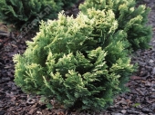 Chamaecyparis lawsoniana 'Intertexta' 